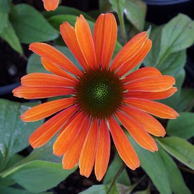 Echinacea 'Julia'