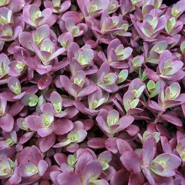 Sedum 'Firecracker'