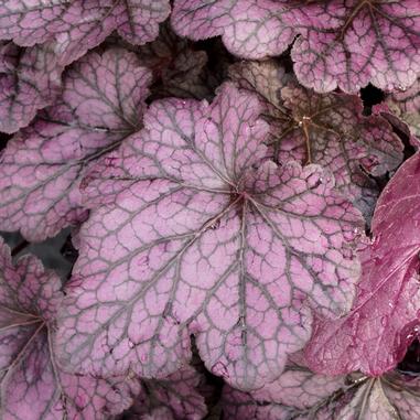 Heuchera 'Grape Expectations'