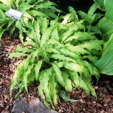 Hosta 'Curly Fries'