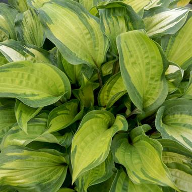 Hosta 'Island Breeze'