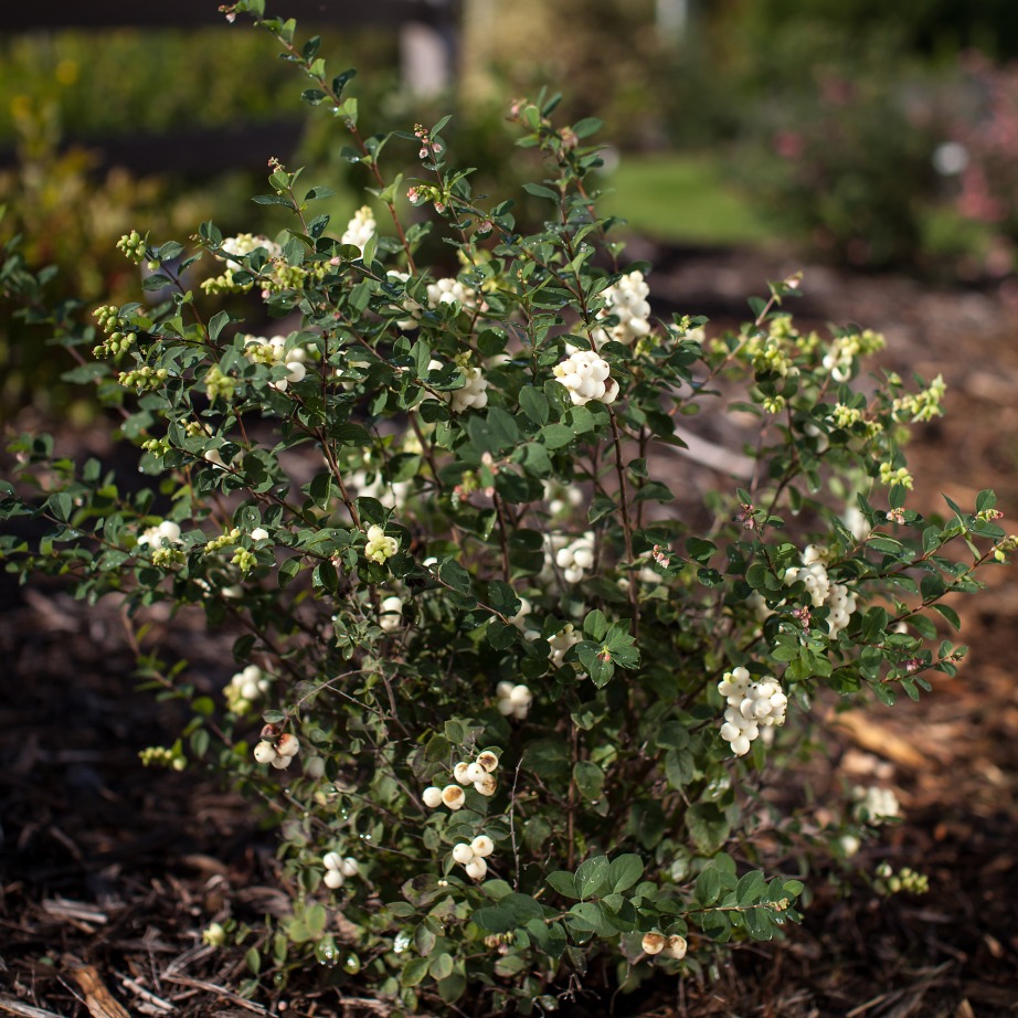 Symphoricarpos x doorenbosii 'Kolmagala'