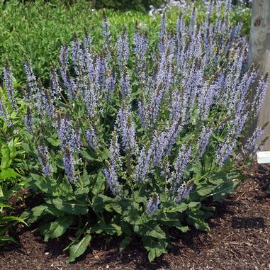 Salvia nemorosa 'Crystal Blue'