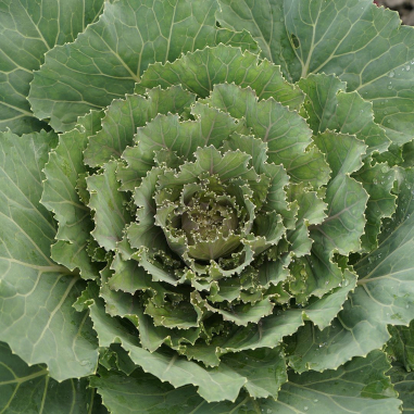 Cabbage 'Songbird Pink' Cabbage 'Songbird Pink'