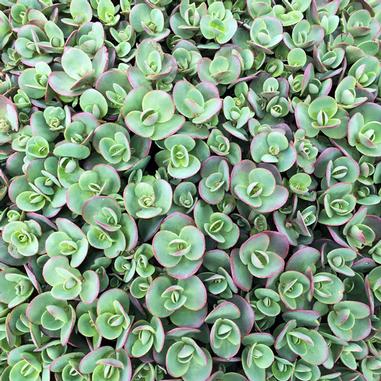 Sedum 'Lime Zinger'