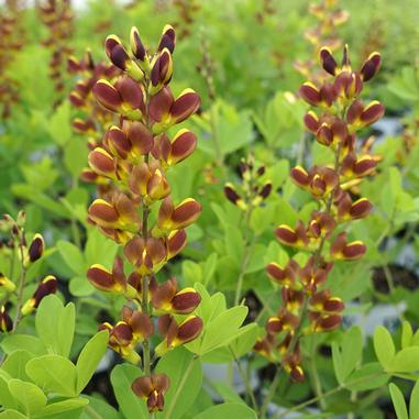 Baptisia 'Cherries Jubilee'