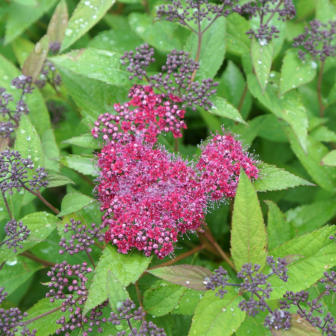 Spiraea japonica 'SMNSJMFR'