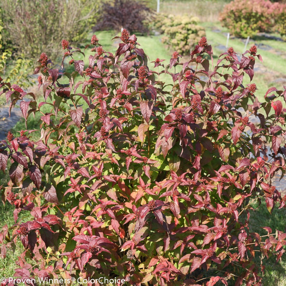 Diervilla rivularis 'SMDNDRSF'