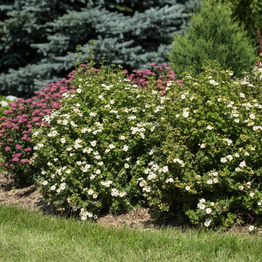 Potentilla fruticosa 'Bailbrule'