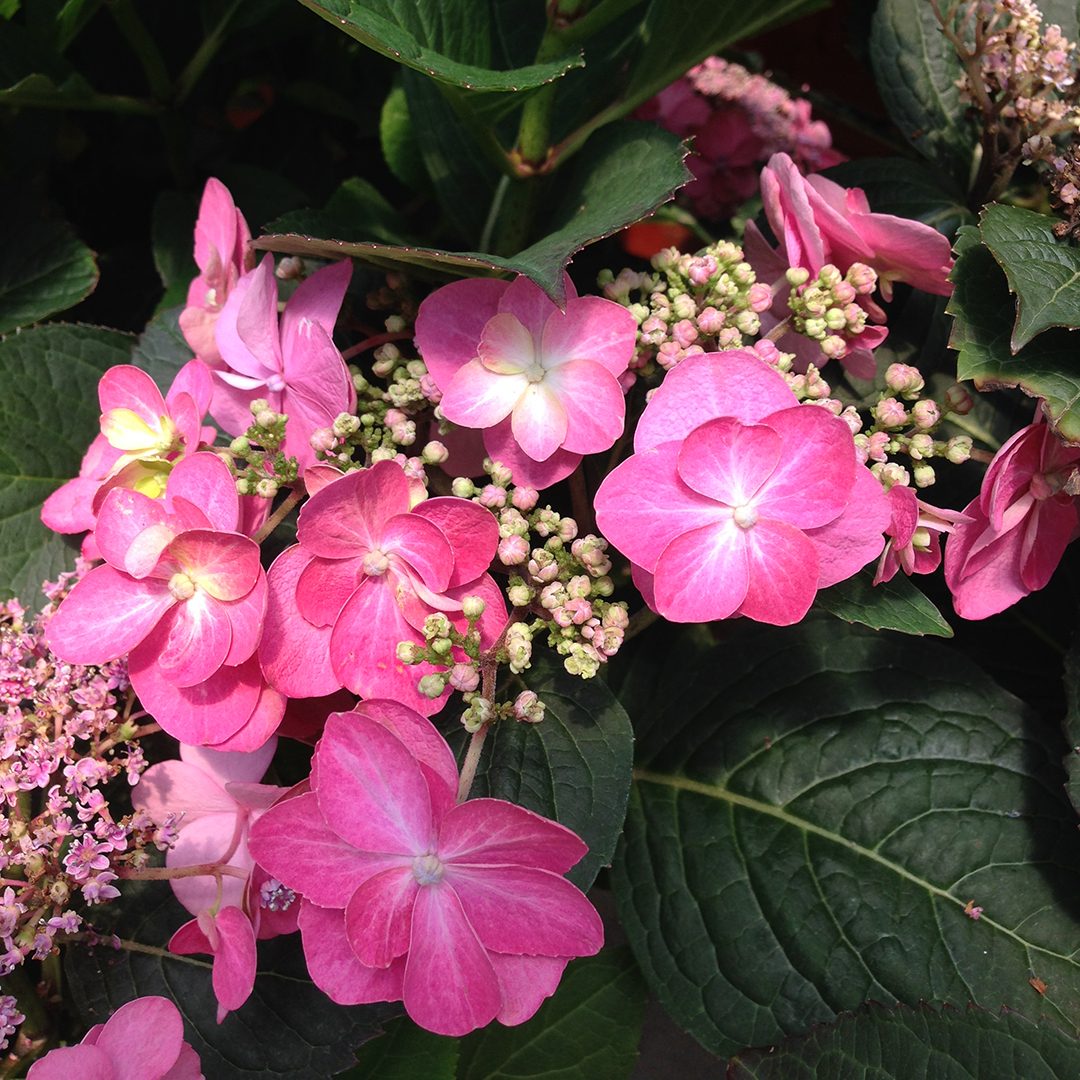 Hydrangea serrata 'SMNMAKTSR'