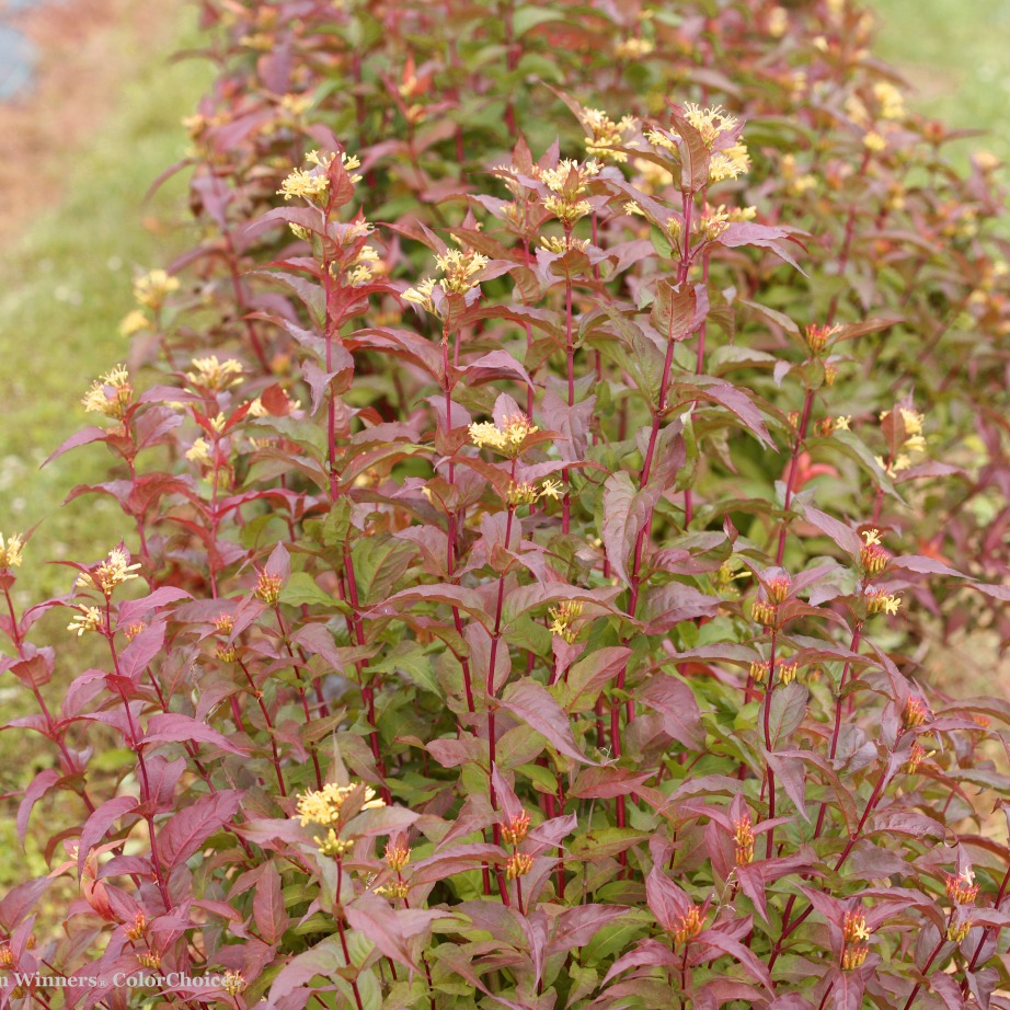 Diervilla 'G2X885411'