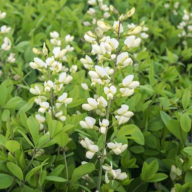 Baptisia 'Vanilla Cream'