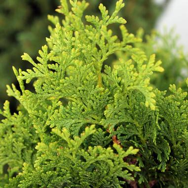 Thuja occidentalis 'Unicorn'