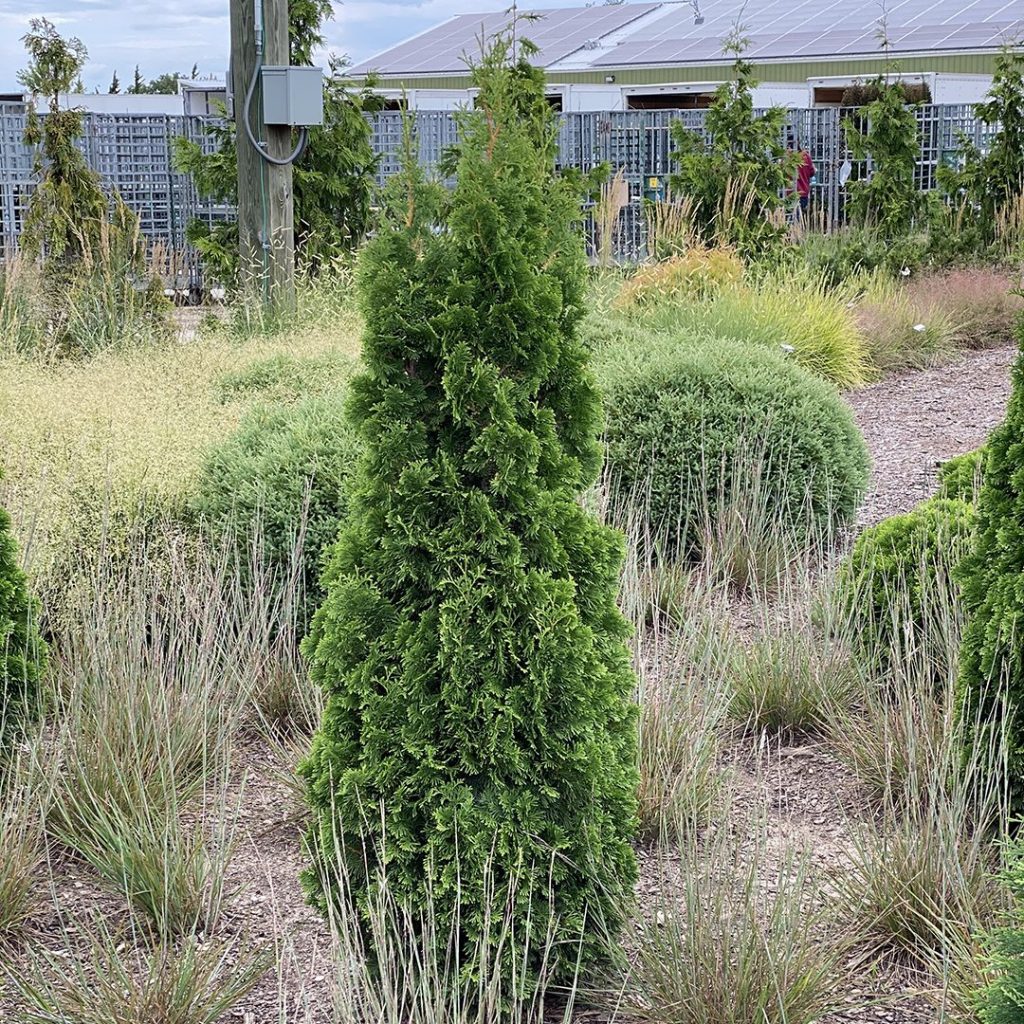 Thuja occidentalis 'Unicorn'