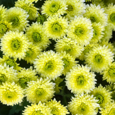 Chrysanthemum Lime Chrysanthemum Lime