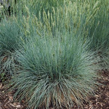 Festuca x 'Cool as Ice'