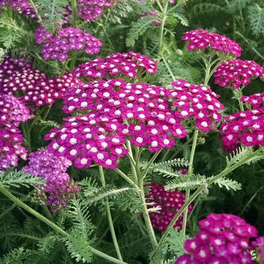 Achillea millefolium 'Balvinolet'