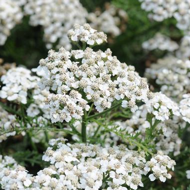 Achillea millefolium 'Balvinwite'