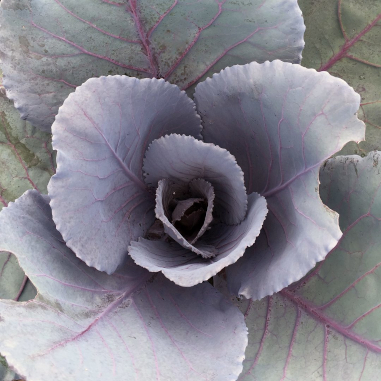 Cabbage 'Ruby Perfection' Cabbage 'Ruby Perfection'
