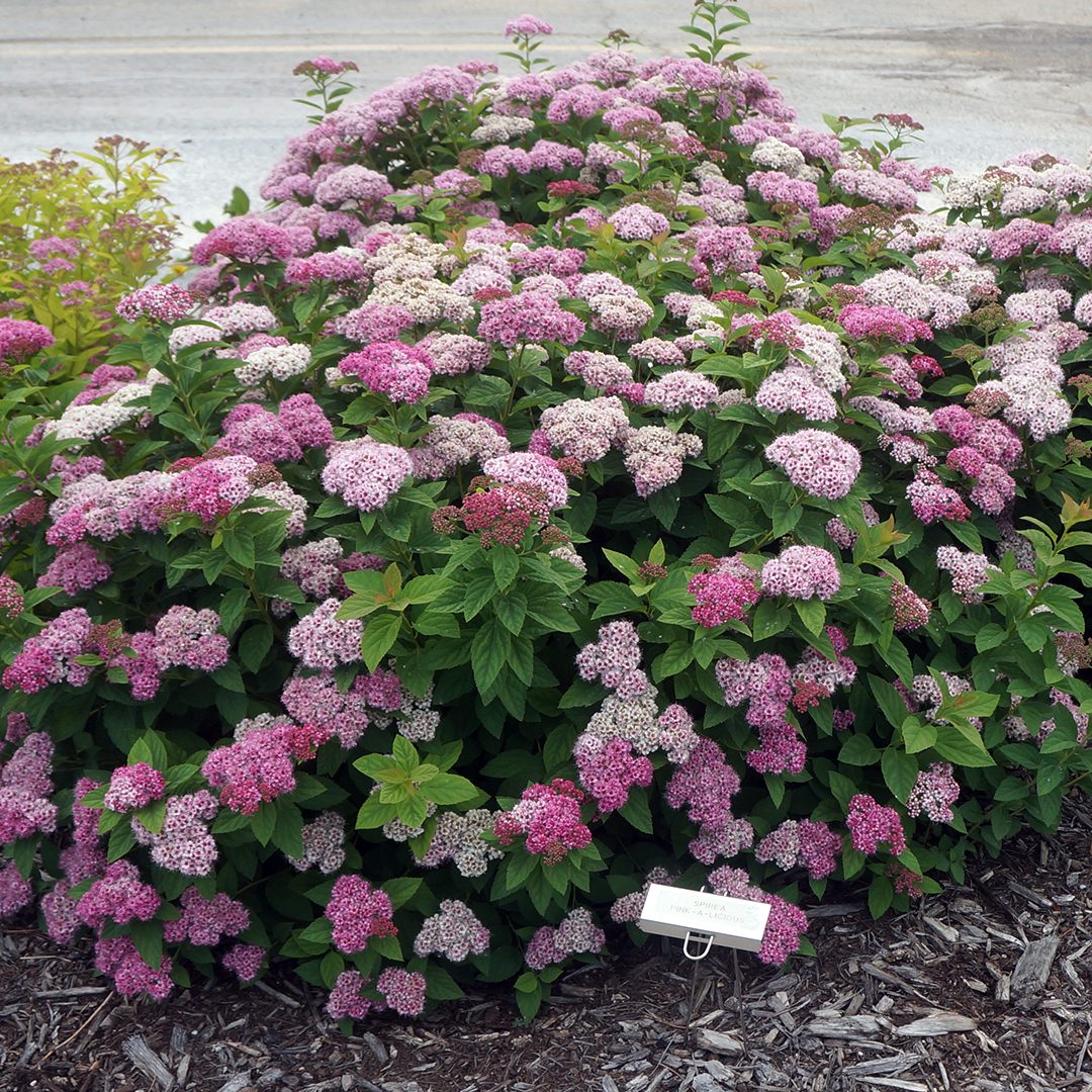 Spiraea fritschiana 'J.N. Select A'