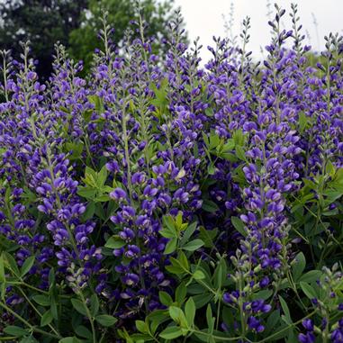 Baptisia 'Blueberry Sundae'