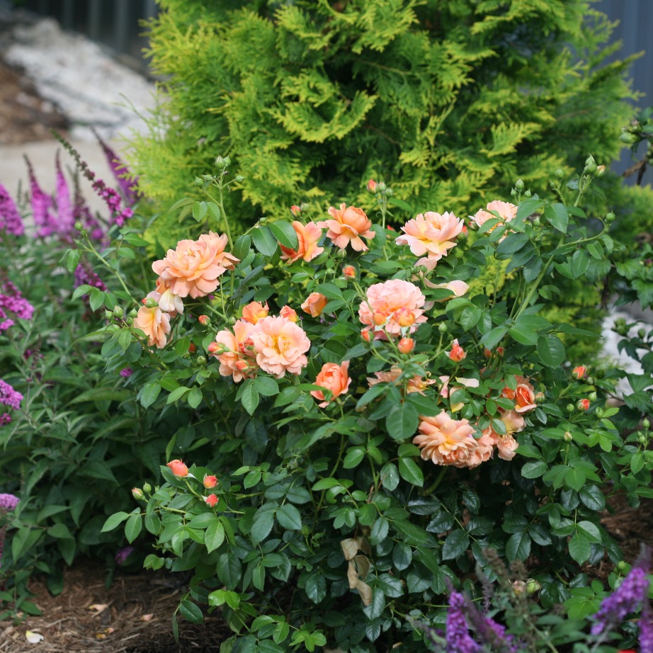 Rosa 'HORCOGJIL'