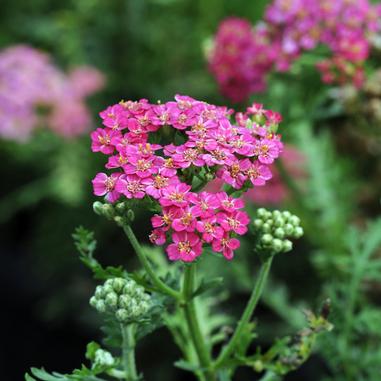 Achillea millefolium 'Balvinrose'