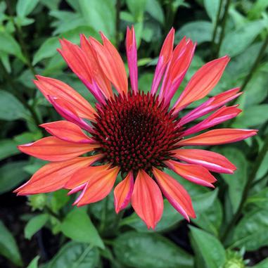 Echinacea 'Evan Saul'