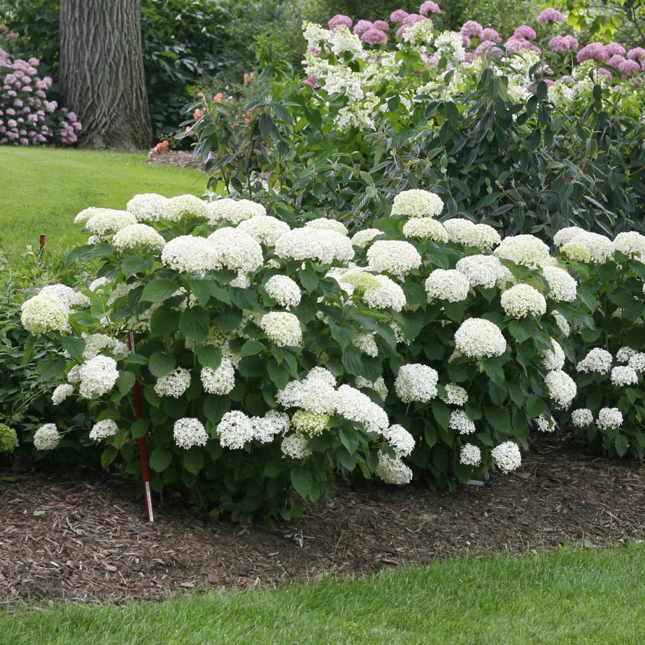 Hydrangea arborescens 'NCHA8'