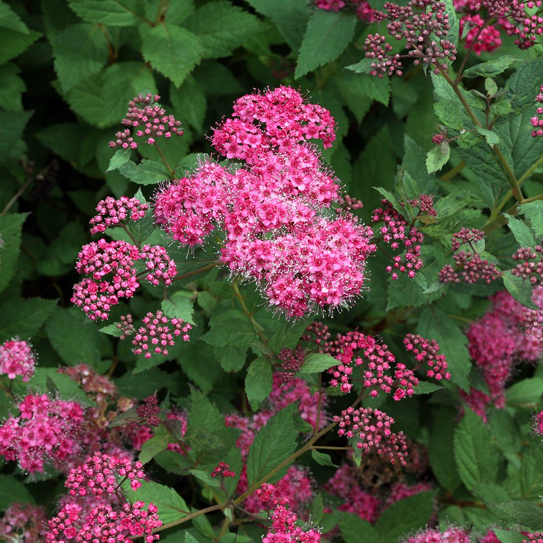 Spiraea japonica 'SMNSJMFP