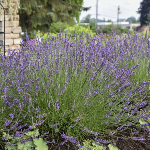 Lavandula x intermedia 'Niko' Lavandula x intermedia 'Niko'