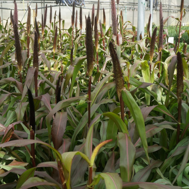 Ornamental Millet 'Jester' Ornamental Millet 'Jester'