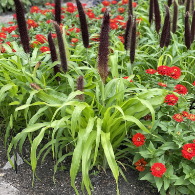 Ornamental Millet 'Jade Princess' Ornamental Millet 'Jade Princess'