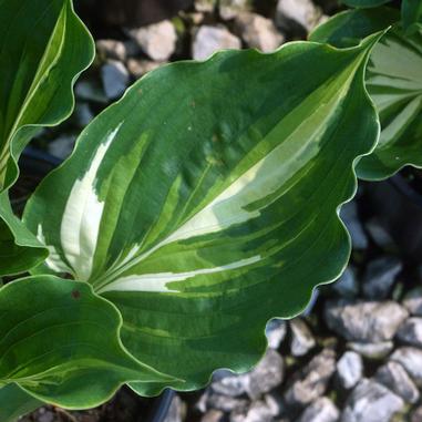 Hosta 'Lakeside Paisley Print'