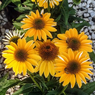 Echinacea 'Balsomold'