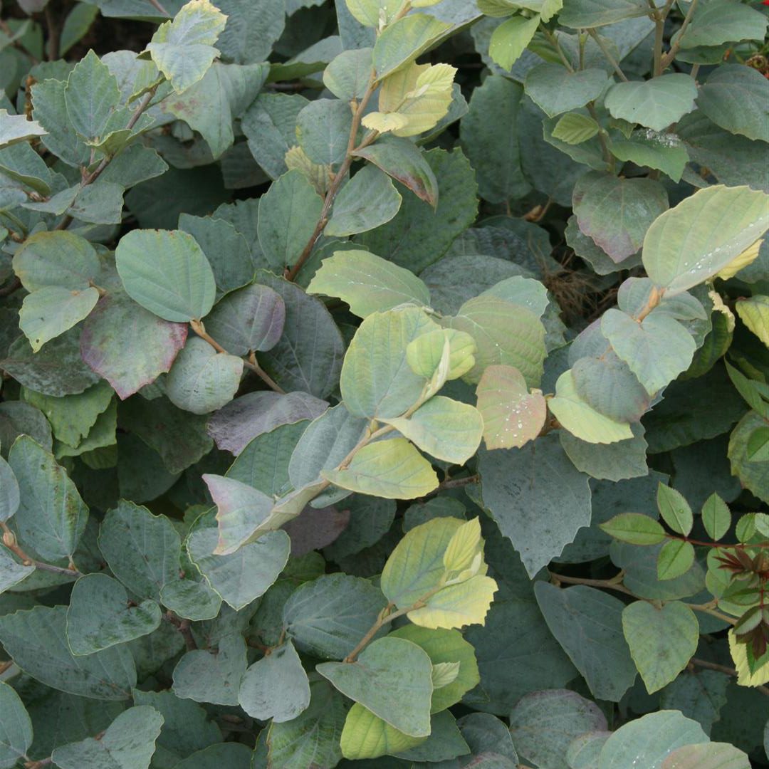 Fothergilla x intermedia 'Blue Shadow'