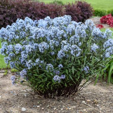 Ammsonia tabernaemontana 'Storm Cloud'