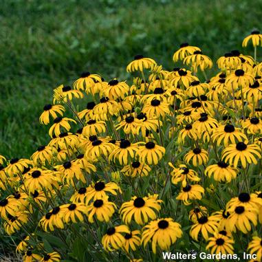 Rudbeckia x 'American Gold Rush'