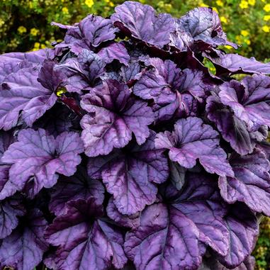Heuchera 'Wildberry'