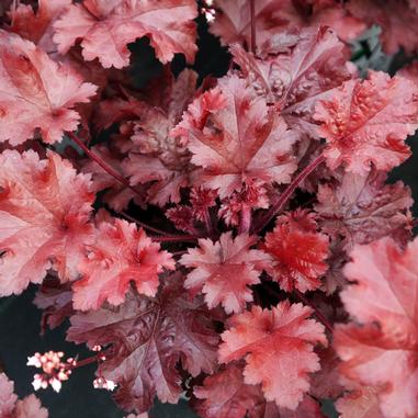 Heuchera 'Cherry Truffles'