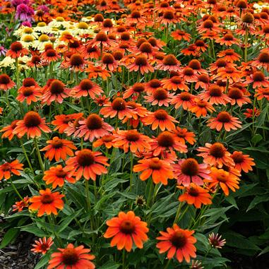 Echinacea 'Balsomenco'