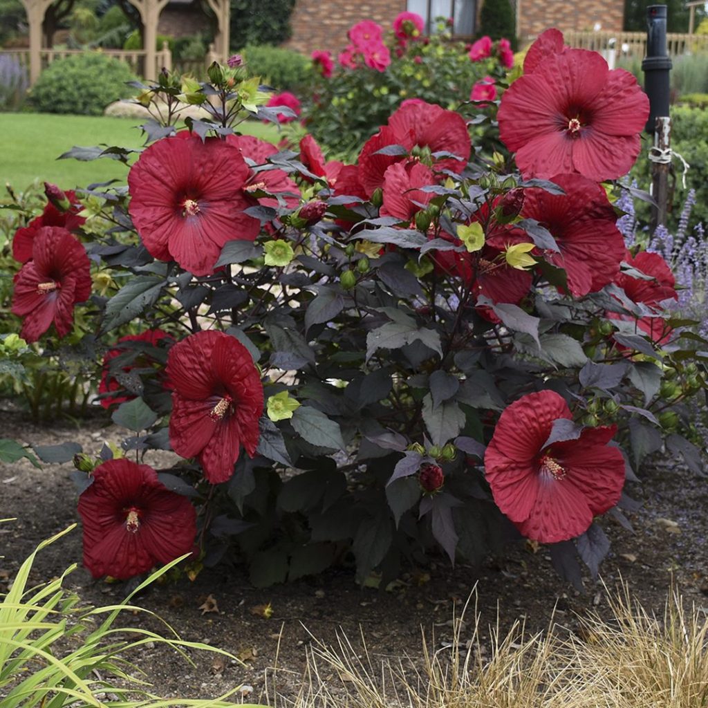 Hibiscus 'Holy Grail'