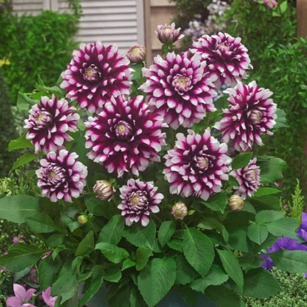 Dahlia hybrid 'Verdi Glory'