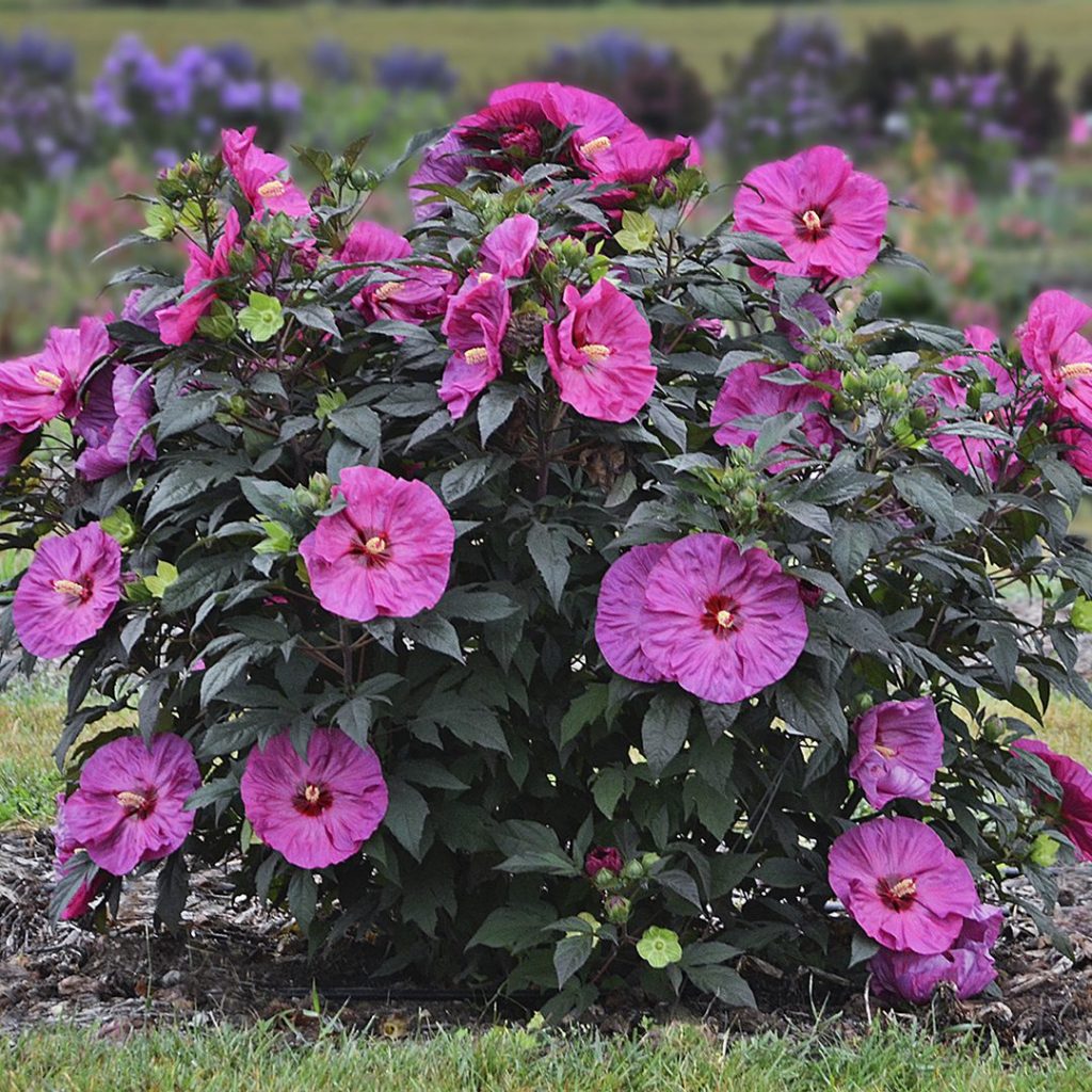 Hibiscus 'Berry Awesome'