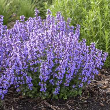 Nepeta 'Cat's Pajamas'