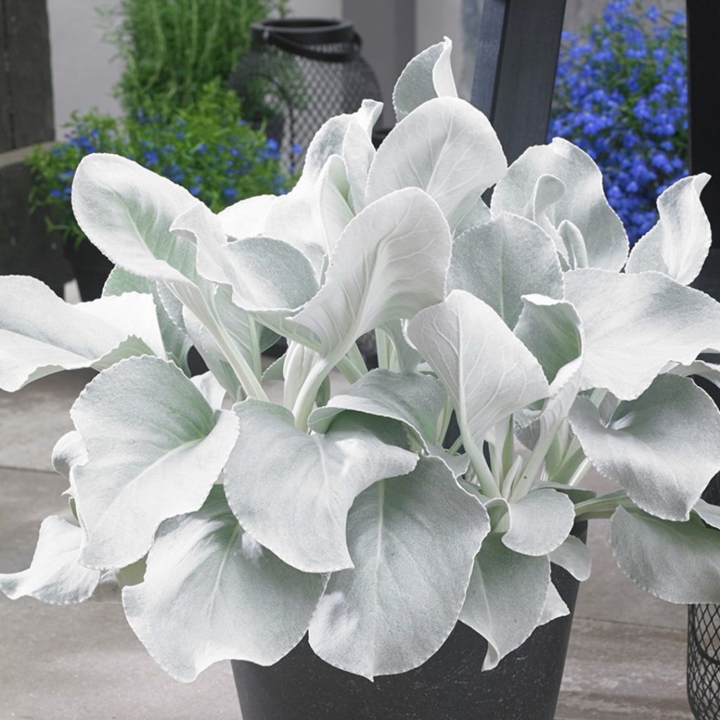 Senecio candicans 'Senaw' Senecio candicans 'Senaw'