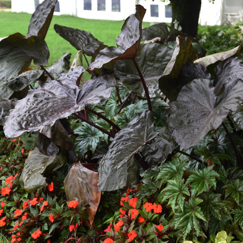 Colocasia 'Distant Memory'