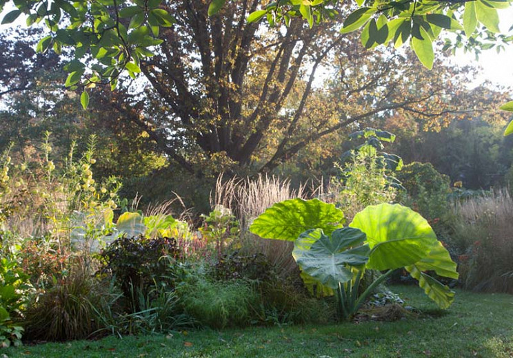 Colocasia gigantea 'Thailand Giant' Colocasia gigantea 'Thailand Giant'