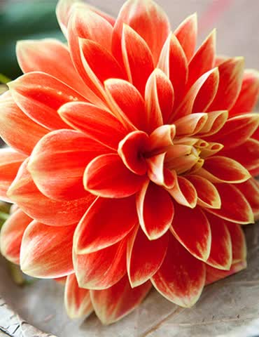 Dahlia hybrid 'Orange Glory'