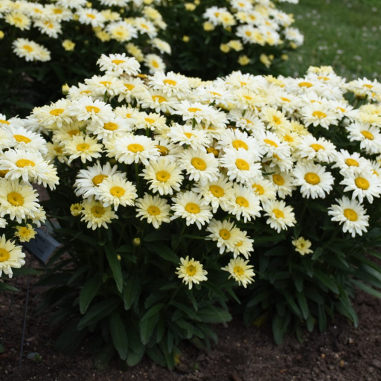 Leucanthemum superbum 'Banana Cream II'